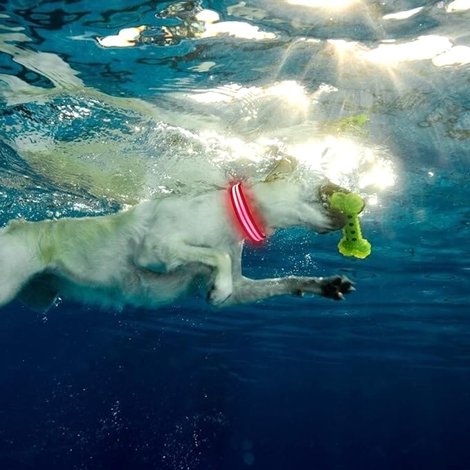 Collier Chien - LEDCollarDog™ - Rose - Nature chien