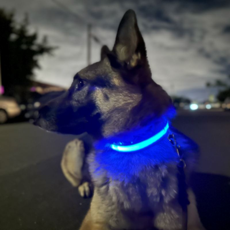 Collier Chien - LEDCollarDog™ - Bleu - Nature chien