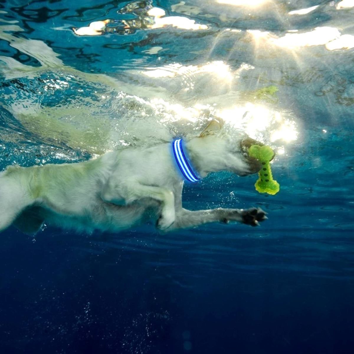 Collier Chien - LEDCollarDog™ - Bleu - Nature chien