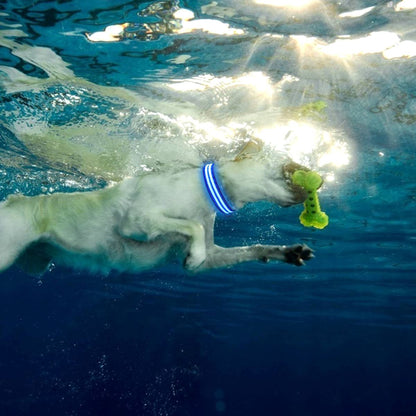 Collier Chien - LEDCollarDog™ - Bleu - Nature chien