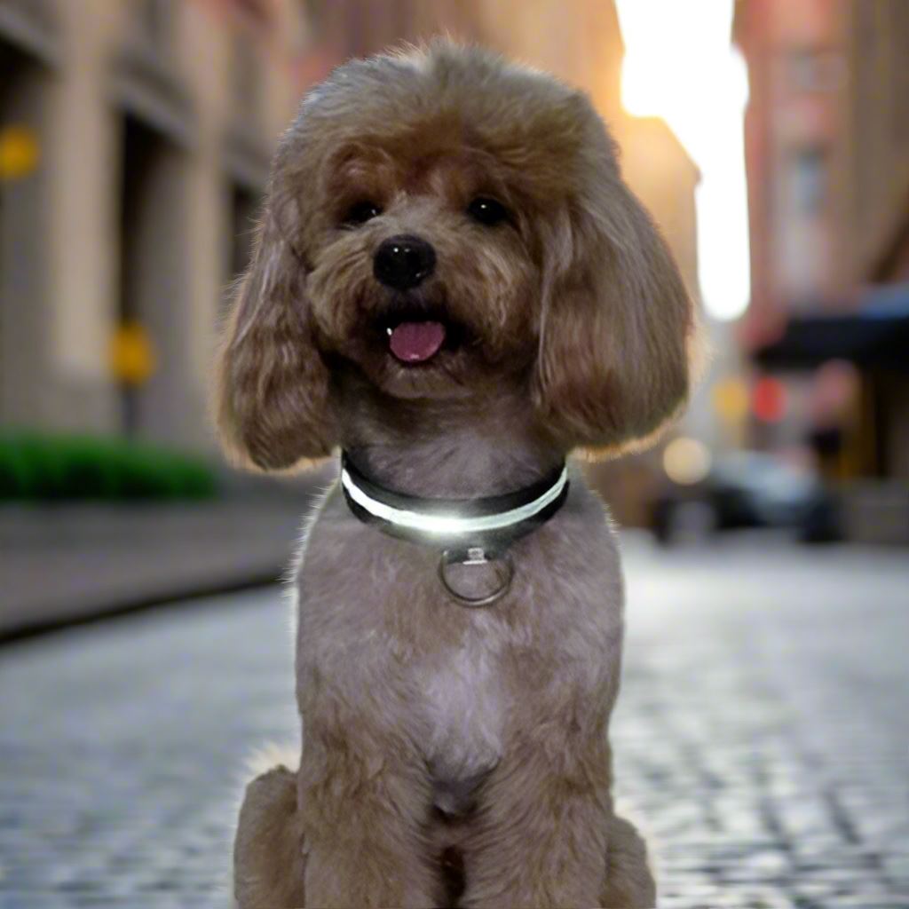 Collier Chien - LEDCollarDog™ - Noir - Nature chien